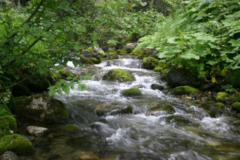 2003 Jeep TJ - A tranquil forest stream flows over moss-covered rocks, surrounded by lush green vegetation.