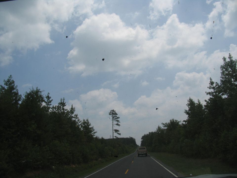 Rear view of a light-colored truck driving on a two-lane road through a wooded area