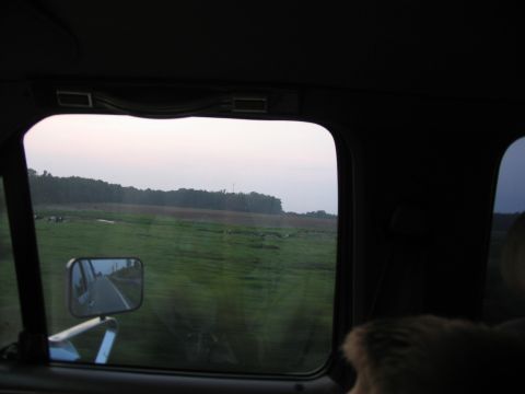 1995 Ford C-350 (Centurion Conversions) - Looking out the window at a rural landscape with cows grazing in a field.