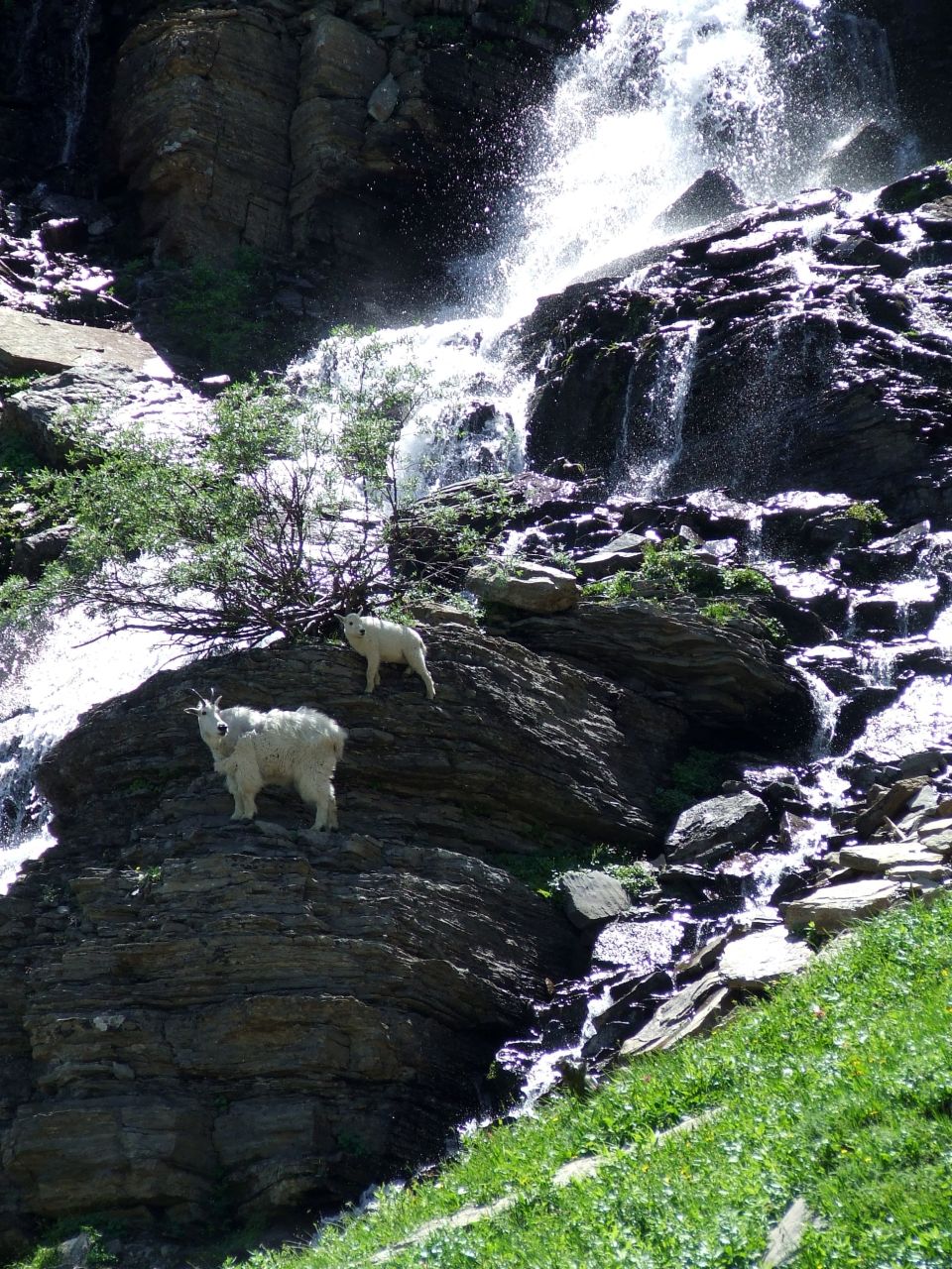 Two mountain goats on rock ledges beside an alpine waterfall