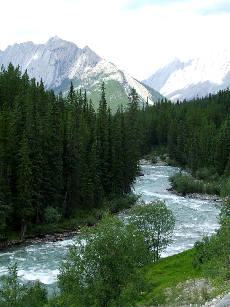 Mountain landscape with a river flowing through a dense forest