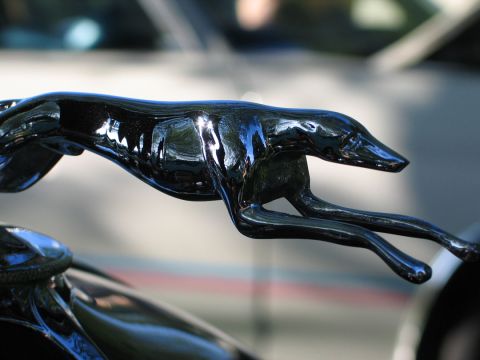 1994 Ford Bronco - A shiny black greyhound hood ornament is shown in profile against a blurred background.