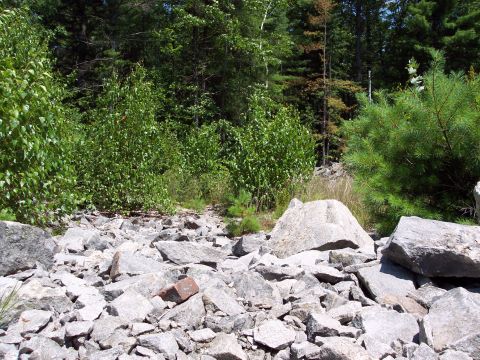 2001 Ford Crown Victoria - A natural scene with a pile of rocks in the foreground and dense foliage behind.