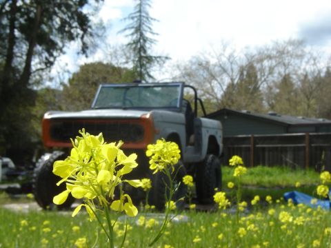 1971 Ford Bronco - A classic Ford Bronco sits in a field of wildflowers, its distinctive grille and body style evident.