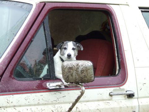 1990 Ford Bronco - A dog peers out the window of a mud-splattered 1990 Ford Bronco.