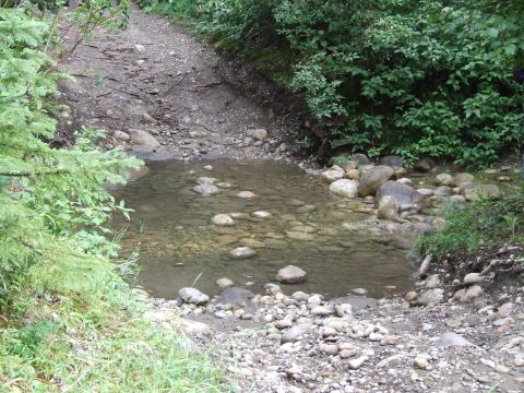 1990 Ford Bronco - A stream crosses a rocky path surrounded by trees and vegetation.