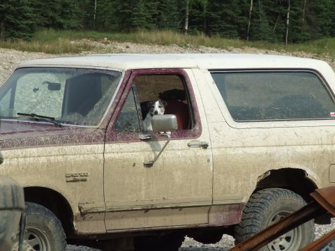 1990 Ford Bronco - Dog sits in the driver's seat of a mud-covered 1990 Ford Bronco.