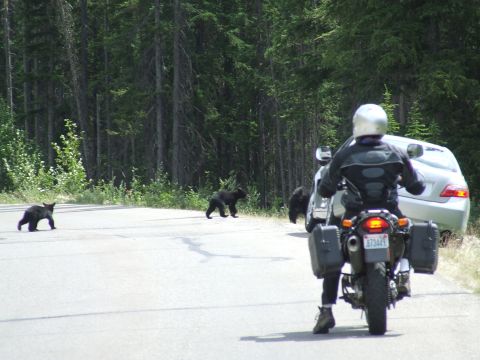 1992 Yamaha Virago “Dragor”