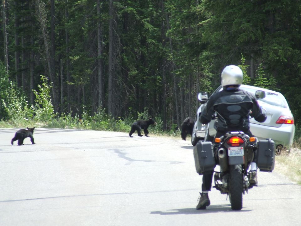 Bears crossing a road in front of a motorcycle and a car