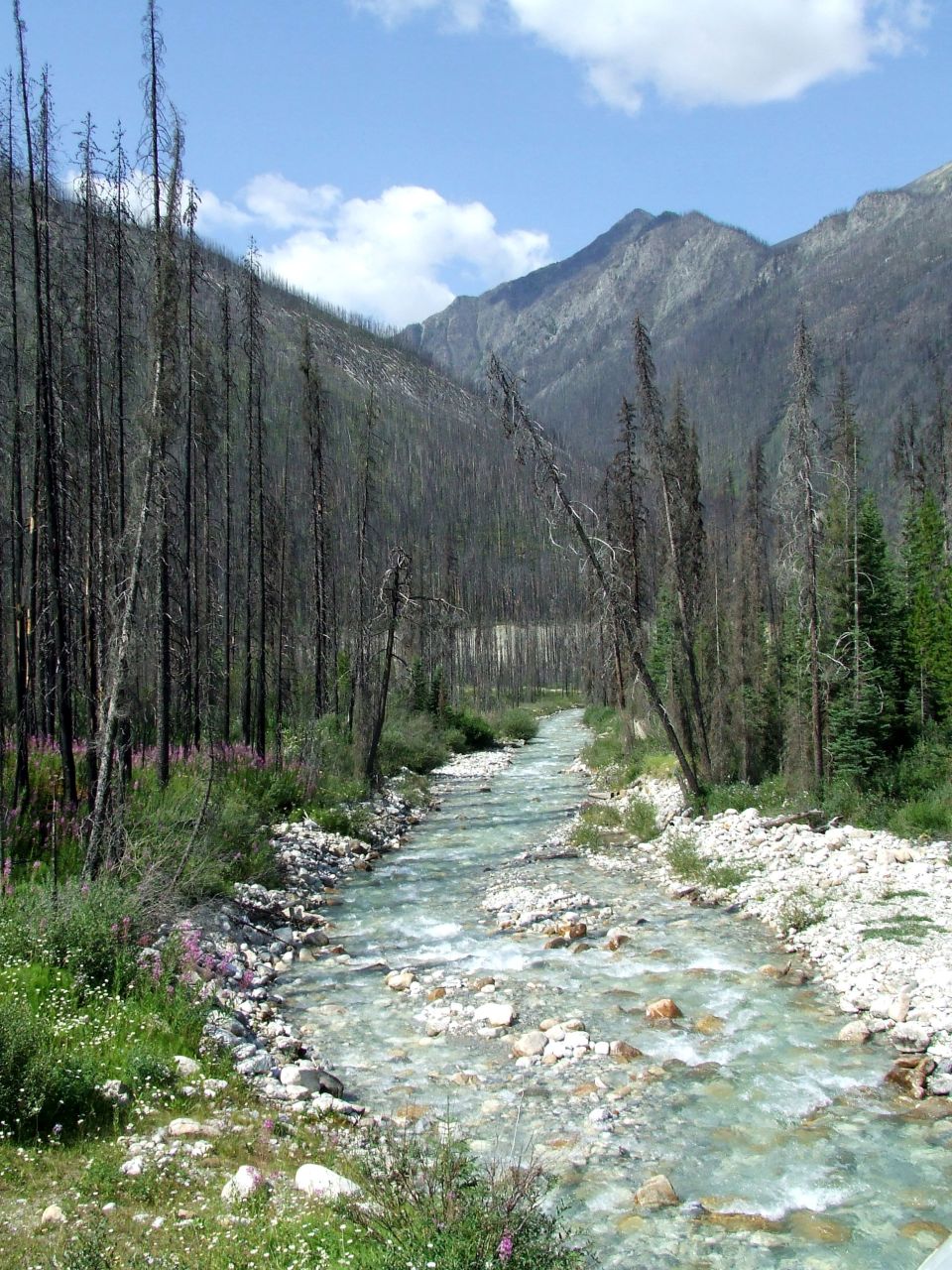 Mountain creek running through a burned pine forest with peaks in the distance