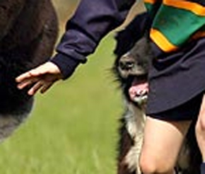 1969 Ford Mustang - A dog wearing a rugby uniform with its mouth open, in a grassy field.