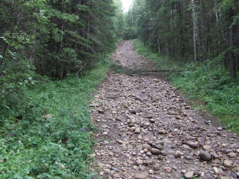 1990 Ford Bronco - A remote forest road, covered in rocks and debris, ascends into a thick canopy of trees.