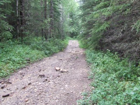1990 Ford Bronco - A dirt and gravel road disappears into a thick forest, surrounded by tall trees and lush green undergrowth.