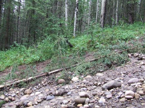 1990 Ford Bronco - A forest scene with trees, dense undergrowth, and a rocky stream bed, suggesting a natural environment.
