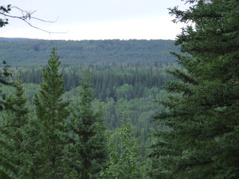 1990 Ford Bronco - A vast expanse of green forest stretches to the horizon under an overcast sky.