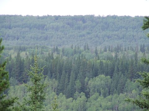 1990 Ford Bronco - A vast expanse of trees stretches across rolling hills, creating a dense forest landscape.
