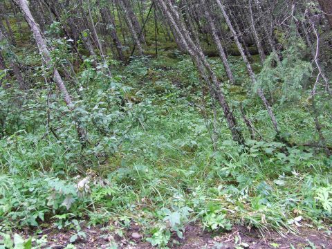 1990 Ford Bronco - A dense forest scene with trees leaning at an angle and thick green undergrowth covering the ground.