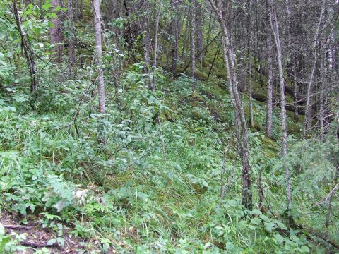 1990 Ford Bronco - A dense forest scene with trees and green vegetation covering the ground.