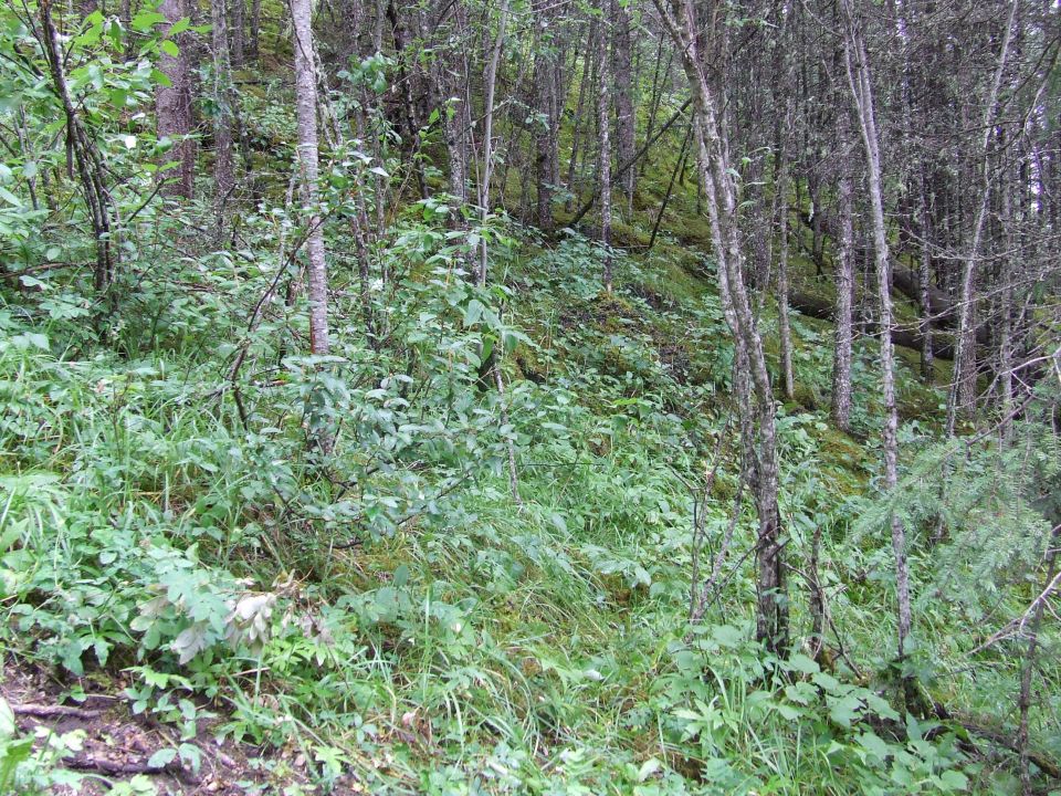 Forest floor with dense undergrowth and trees on a slope