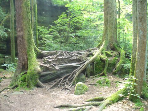 1991 Ford Probe - A dense forest scene with large tree roots exposed and growing over rocks.