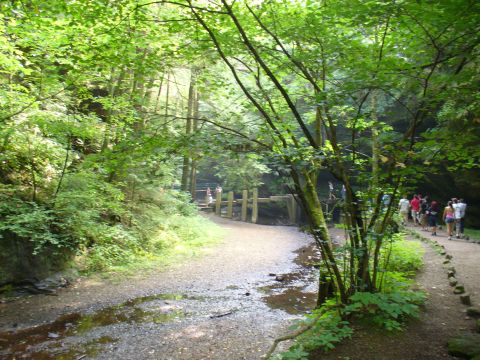 1991 Ford Probe - A group of people stroll along a scenic trail winding through a dense forest with a small stream nearby.