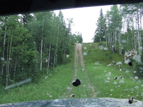 1988 Ford Bronco - The view from inside a vehicle shows a dirt road ascending through a dense forest with trees on either side.
