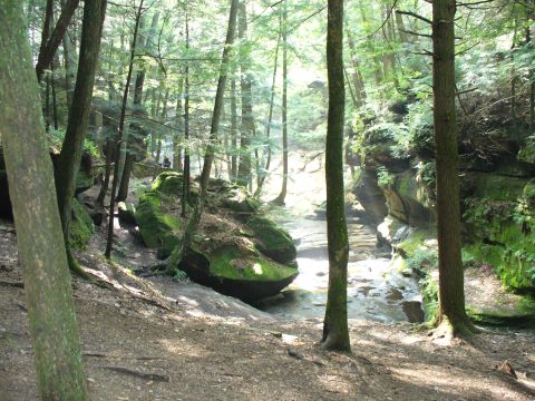 1991 Ford Probe - A tranquil forest scene unfolds with mossy boulders and a gentle stream flowing through the trees.