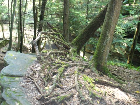 1991 Ford Probe - Tree roots spread across a rock formation in a wooded area.