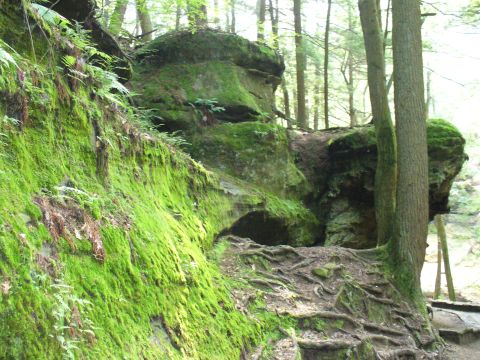 1991 Ford Probe - A forest scene with moss-covered rocks and exposed tree roots.