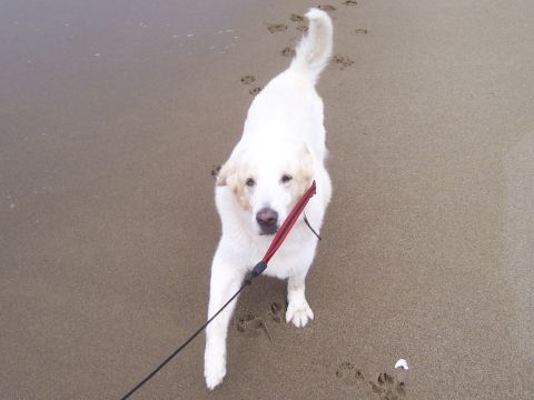 1994 Ford F-150 - A white dog walks on a sandy beach, leaving paw prints behind.
