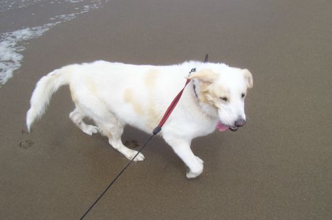 1994 Ford F-150 - A dog enjoys a walk on the beach near the water's edge.