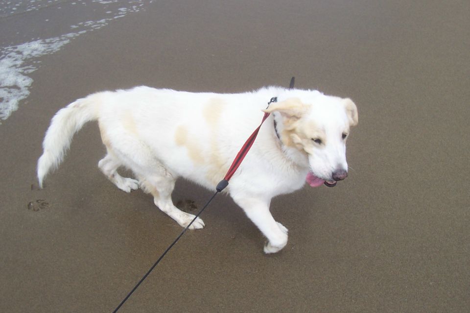 White dog with tan markings on a leash walks on a wet sandy beach