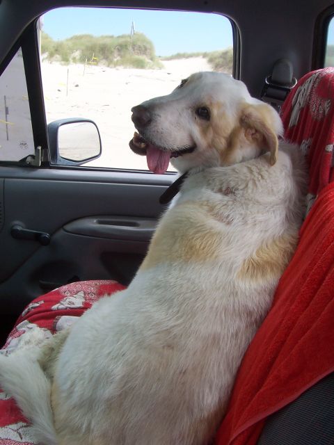 1994 Ford F-150 - Dog rides shotgun, enjoying the view of the dunes from inside the vehicle.