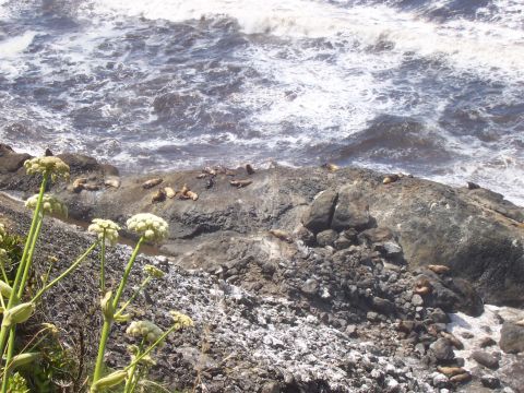 1994 Ford F-150 - A colony of sea lions basks on the rocks near the ocean's edge.