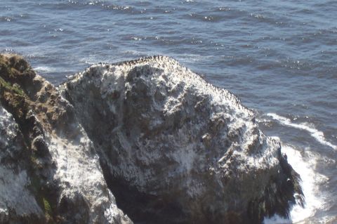 1994 Ford F-150 - A flock of birds covers a rocky island in the sea, with waves crashing against the shore.