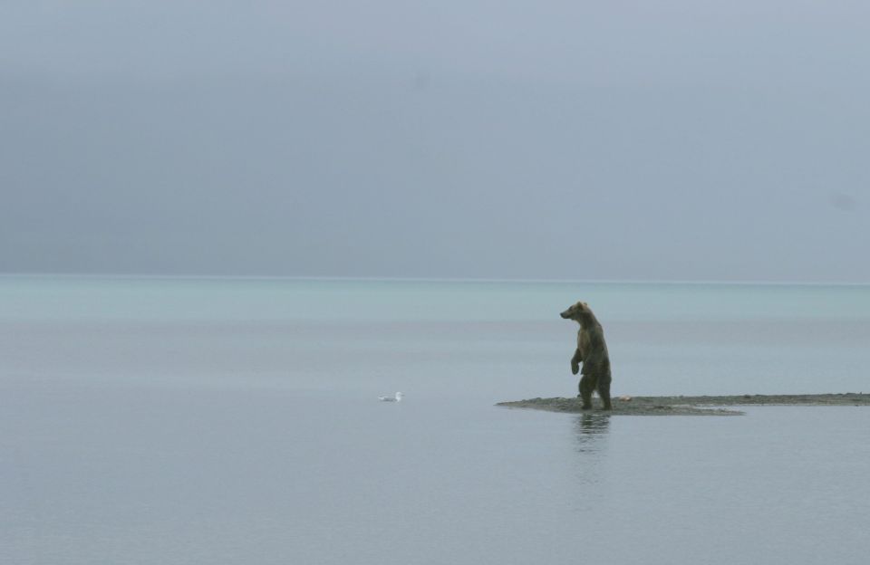 Bear standing on a small island in the water, with a seagull nearby