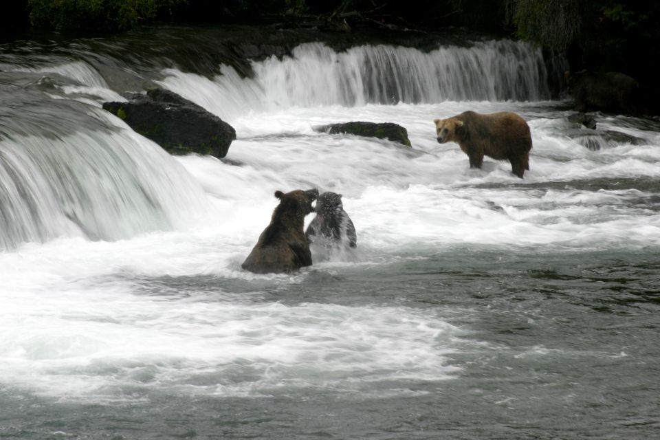 bears in river near waterfall