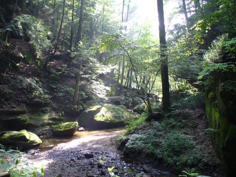 1991 Ford Probe - A sun-dappled forest scene features a winding creek bed with moss-covered rocks and dense foliage.