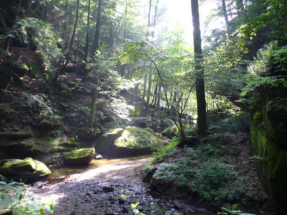 Forest scene with a creek, mossy rocks, and sunlit trees. Water flows over pebbles