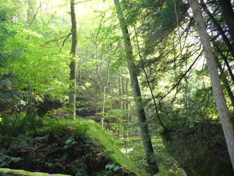 1991 Ford Probe - A sun-dappled forest scene with lush greenery and mossy boulders.