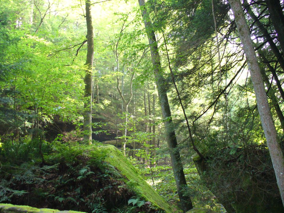 Sunlight filters through trees in a dense forest with moss-covered rocks