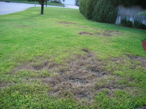 1992 Ford Bronco - A suburban lawn shows signs of damage with large brown patches interspersed with green grass.