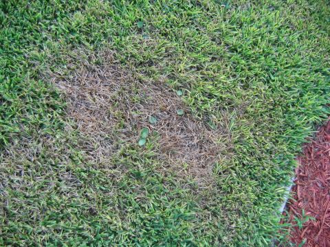 1992 Ford Bronco - A patch of dead grass is visible on a lawn, with mulch bordering the right side.