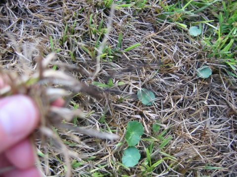 1992 Ford Bronco - A hand holds a clump of weeds over dry grass, with small green plants scattered throughout the scene.