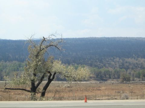 1990 Ford Bronco - gnarled partly bare tree stands by a roadside cone with a dark scorched hillside in the background.