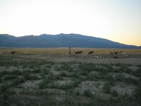 1990 Ford Bronco - Several horses graze around a dirt berm in a broad sagebrush valley beneath dusky mountains.