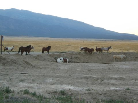 1990 Ford Bronco - group of horses stand and one lies in the dirt of a corral with mountains rising behind at dusk.