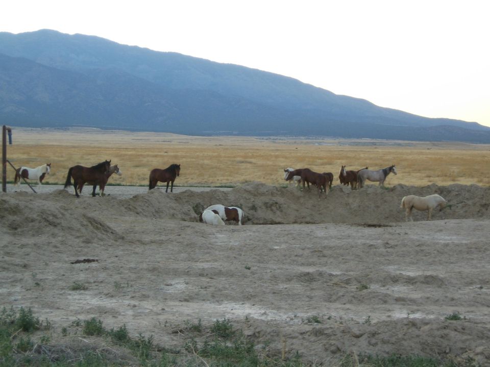 Group of horses in a dirt corral with one lying down below mountains