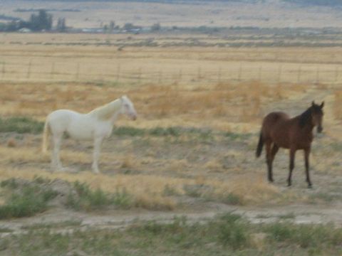 1990 Ford Bronco - white horse and a bay horse stand in a dry grassy field with a wide valley and hills in the distance.