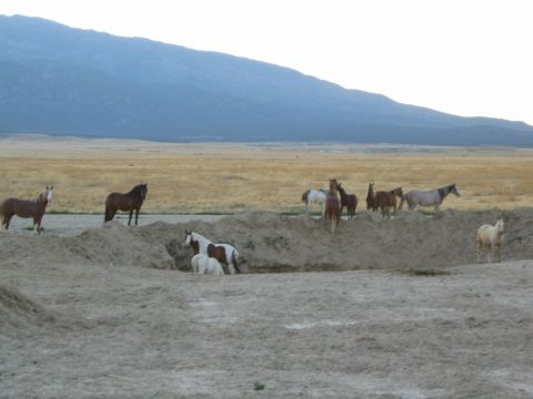 1990 Ford Bronco - herd of horses, including a spotted one in a dug-out pit, gathers in an open arid valley below mountains.